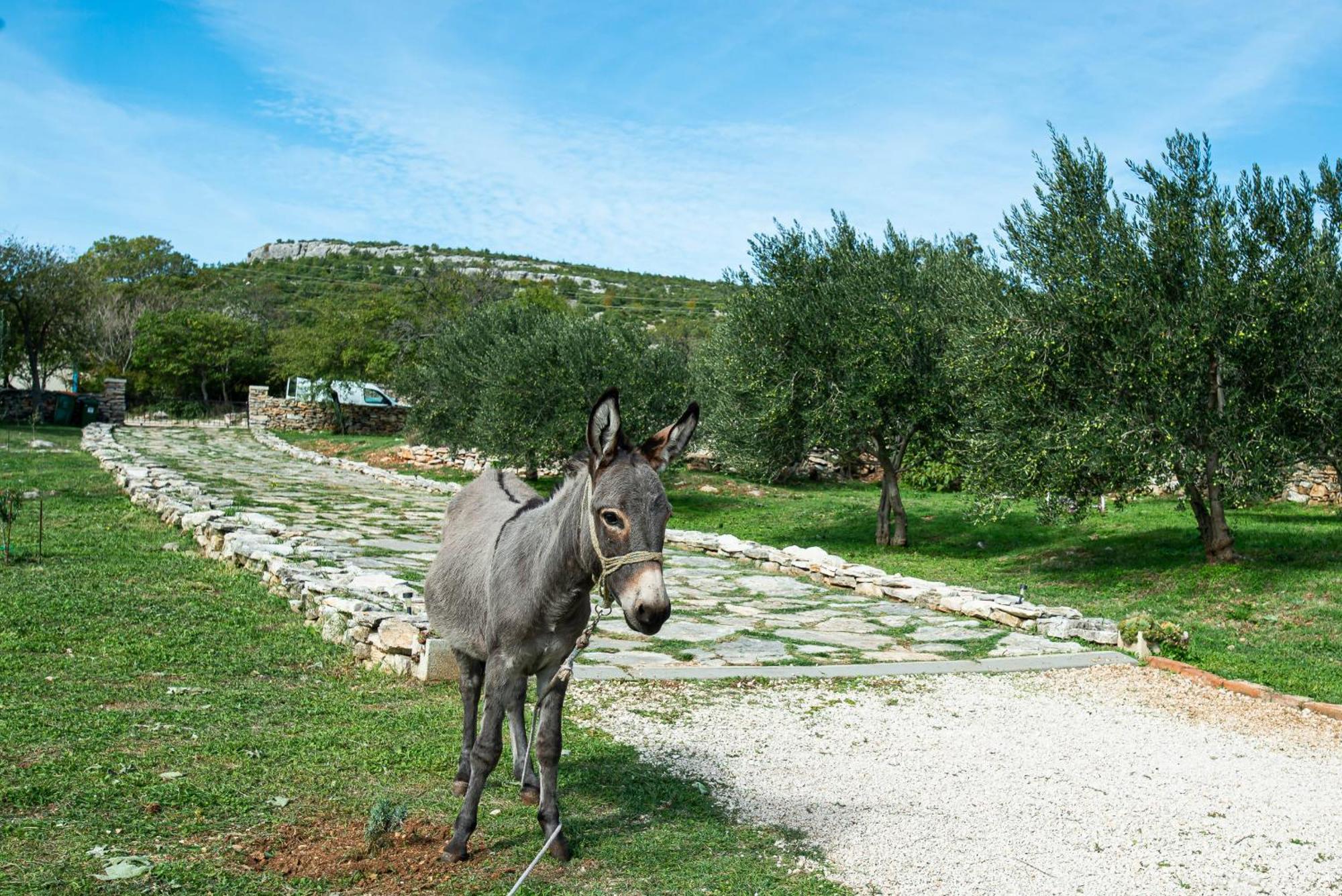 Dalmatian Country House Irena Bruska Luaran gambar